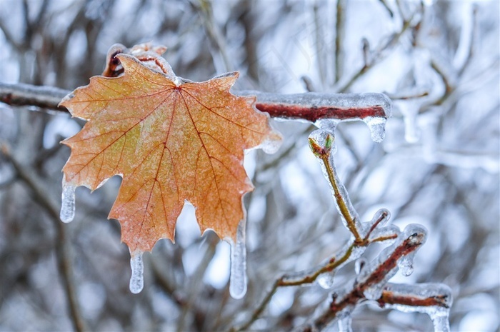 结冰的梧桐树叶高清摄影图片 - 菜鸟图库