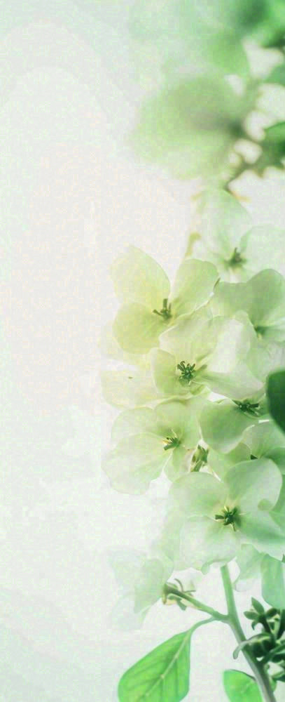 白色清新花朵朦胧唯美意境，鲜花摄影图