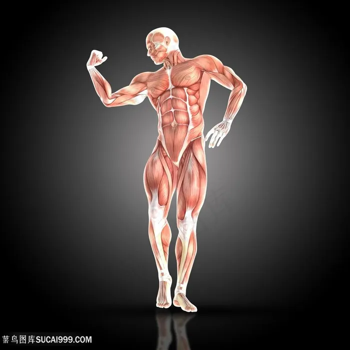站立的全身人体肌肉透视图片