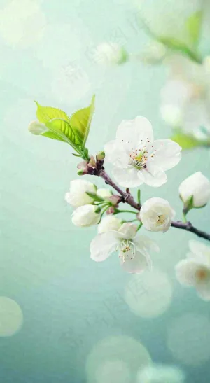 白色樱花花朵鲜花在阳光下，春天立春春分惊蛰摄影图