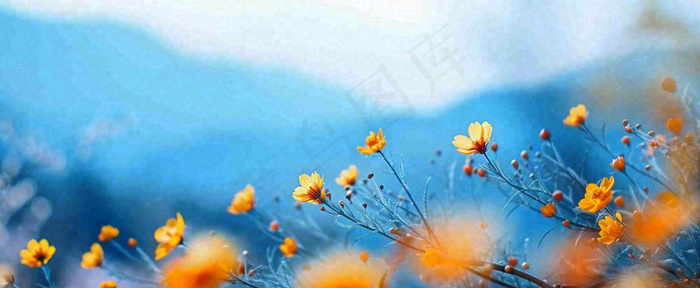 简约橙色小花鲜花，蓝色天空山脉虚幻意境摄影图