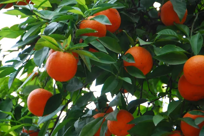橘子树鲜橘子图片