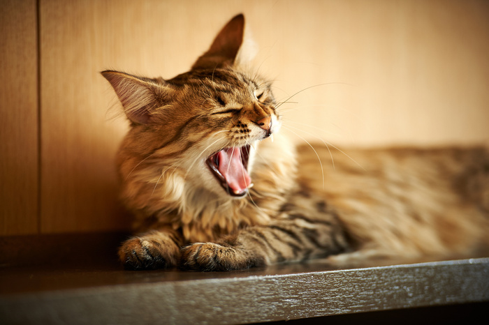 猫的叫声 真实声音图片