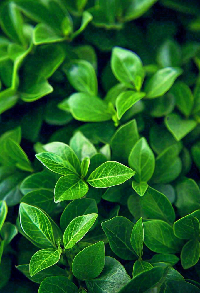 绿色新鲜茶叶绿叶摄影图