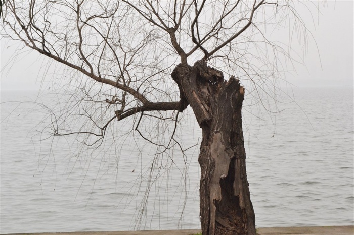 枯树图片素材 - 菜鸟图库