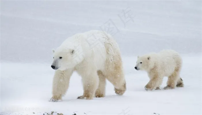 小北极熊与大北极熊图片