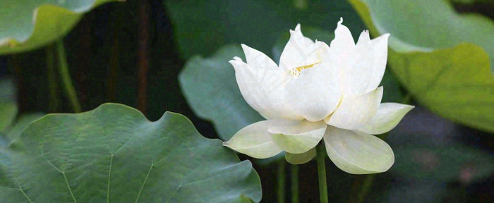 夏天白荷花荷花池，处暑小暑大暑夏至立夏摄影图