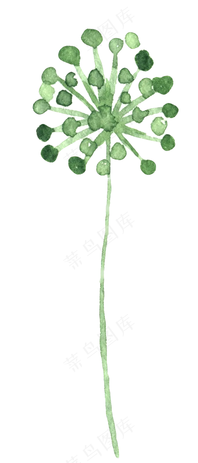 水彩插画-植物6