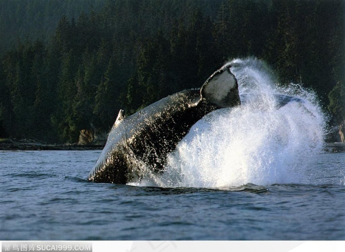 海中生物飞跃时溅起水花的鲸鱼