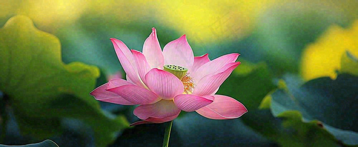 夏天荷花荷花池荷叶，处暑小暑大暑夏至立夏摄影图