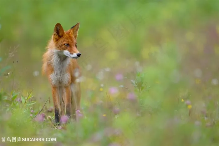 野生动物花海的狐狸图片