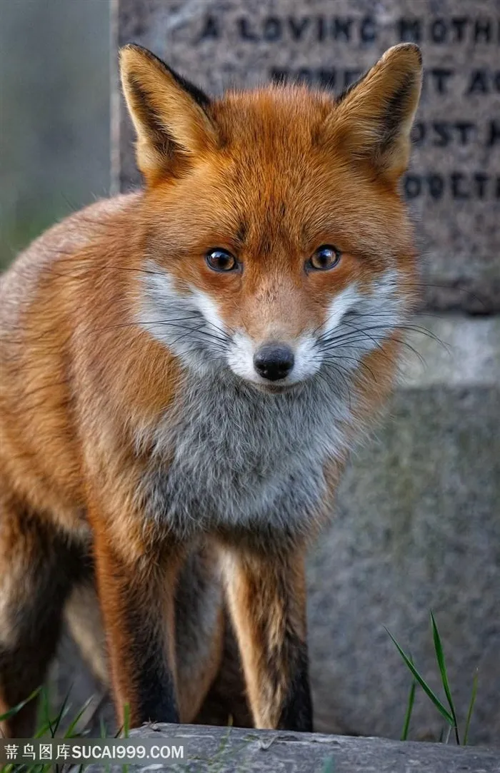 墓碑前的小狐狸图片
