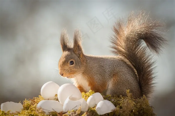 吃鸟蛋的松鼠图片唯美野生动物动物大全