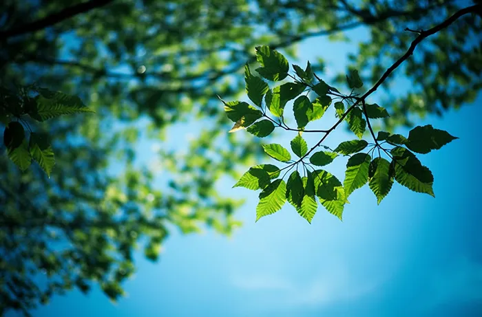 树枝上的绿色叶子映衬着蓝天摄影图桌面壁纸