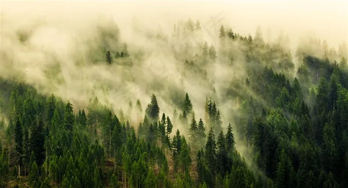 雾气缭绕的松树林