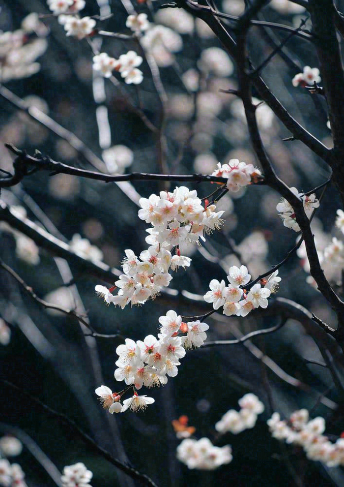 冬天浪漫白色花朵枝叶，冬季植物大雪小雪冬至新春摄影图