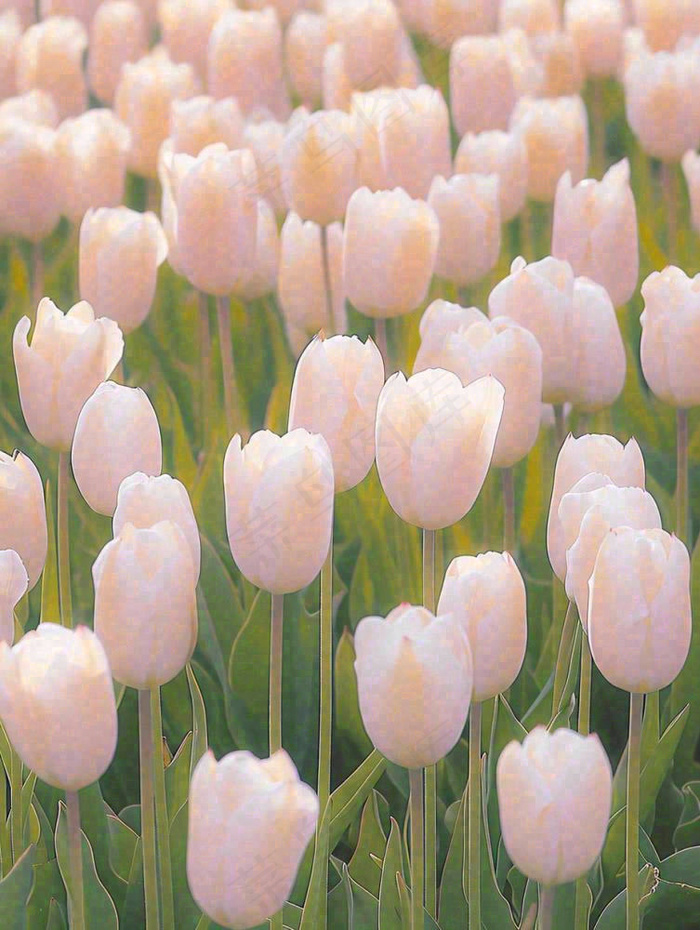 春天粉色郁金香花海绿叶温馨阳光，春分摄影图