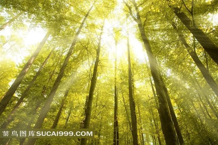 树林系列 - 高大美丽的阳光树林