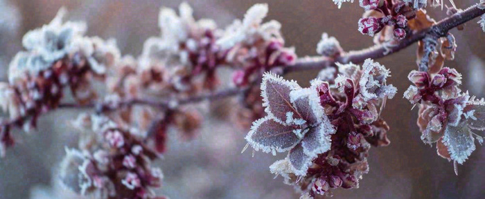 冬天冬季树枝雪景唯美浪漫大雪小雪结冰摄影图