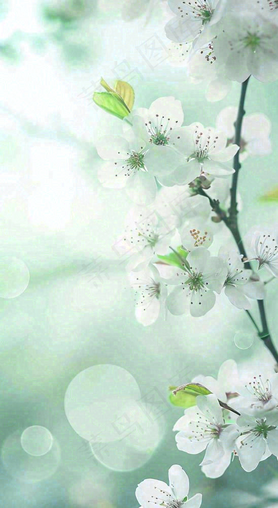 春天开满枝头的白色樱花花朵立春惊蛰春分摄影图