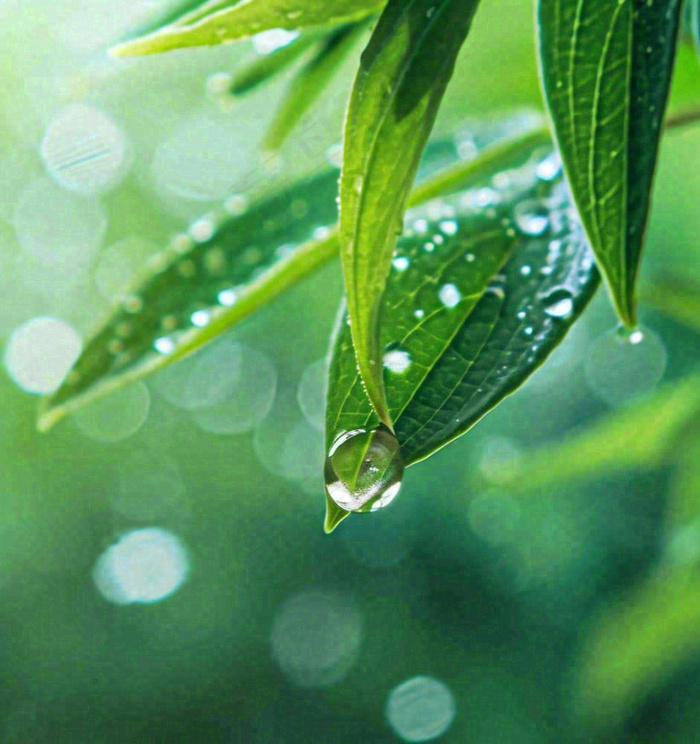 春天草地绿叶上的露珠，惊蛰雨水谷雨摄影图