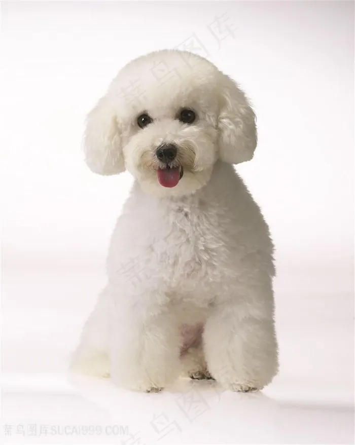 高清白色小泰迪狗狗图片