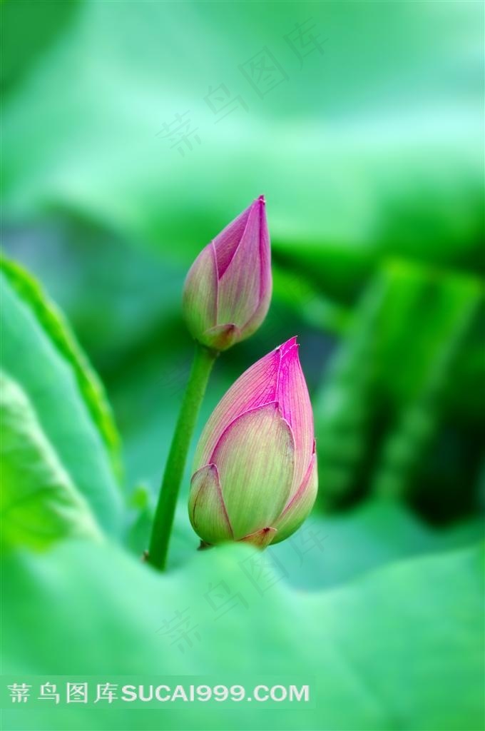 含苞待放水芙蓉图片 - 菜鸟图库