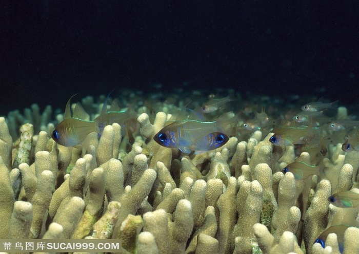 海底生物海底世界里的蓝色条纹夜光鱼穿梭在珊瑚礁上