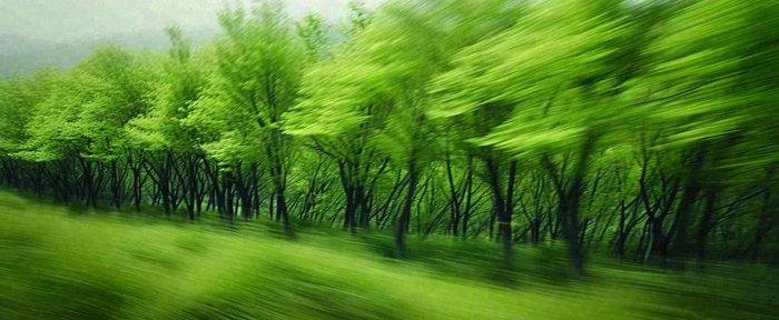 绿色树木虚幻树林摄影图