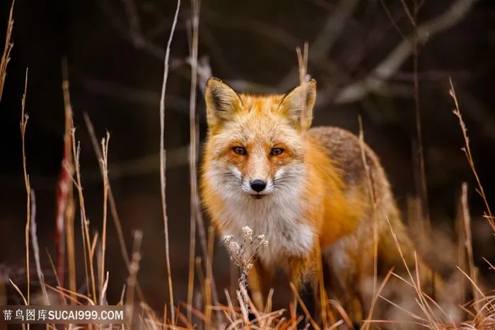 高清唯美红狐摄影图片动物大全