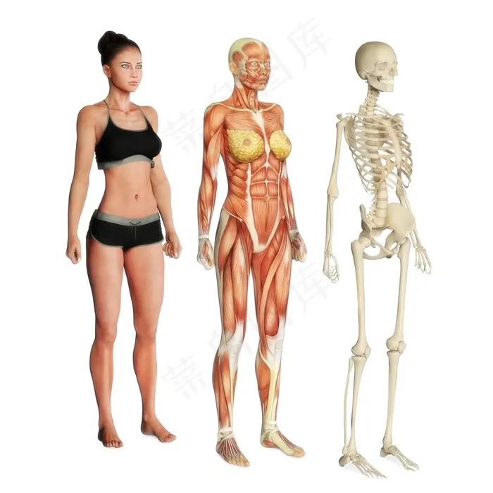 真人人体肌肉图人体骨架图人体结构图的演变