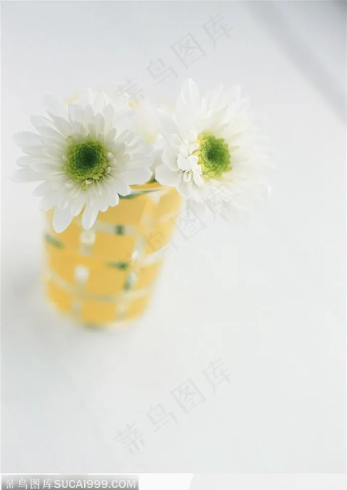 水杯中的白菊花