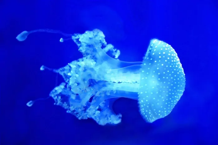 海洋里的水母动物大图