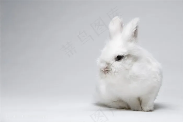 4K高清小白兔子图片