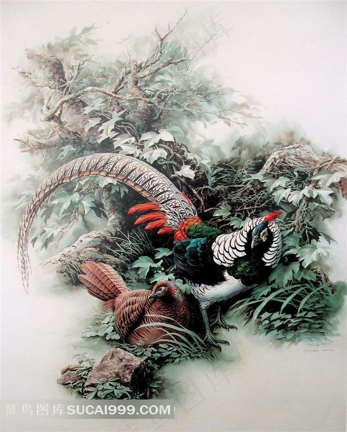 山鸡绘画艺术图片 - 菜鸟图库