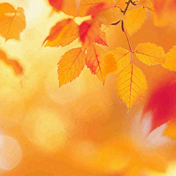 秋天秋意黄色落叶枫叶意境，秋分立秋摄影图