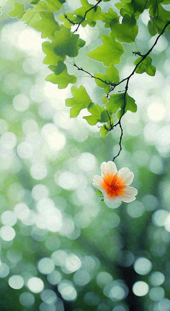 春天枝头上开满花朵，春分摄影图