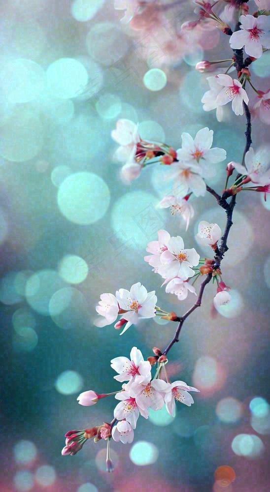 春天枝条上开满花朵，春分摄影图