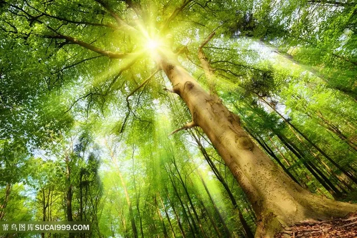 大树木树林森林阳光照射树林图片