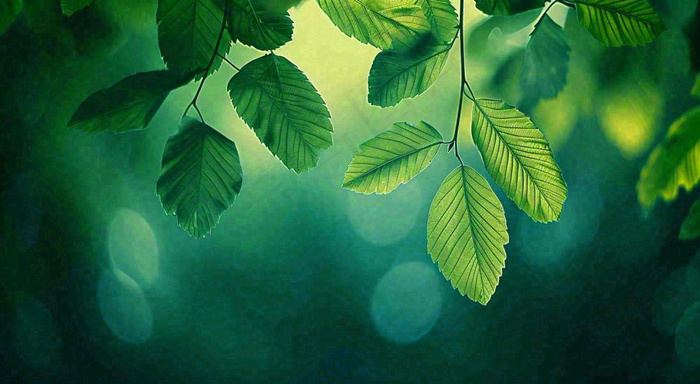 绿色树叶意境模糊光照叶子，春天夏日，春分立夏摄影图