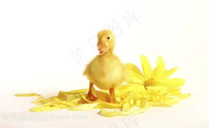 可爱小黄鸭子鲜花素材图片下载