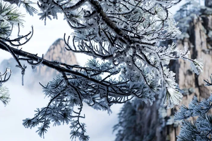 安徽黄山雪景树挂图片-第5张