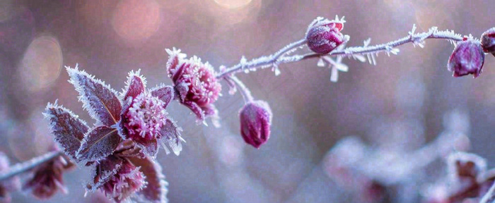 冬天冬季树枝雪景唯美浪漫大雪小雪结冰摄影图