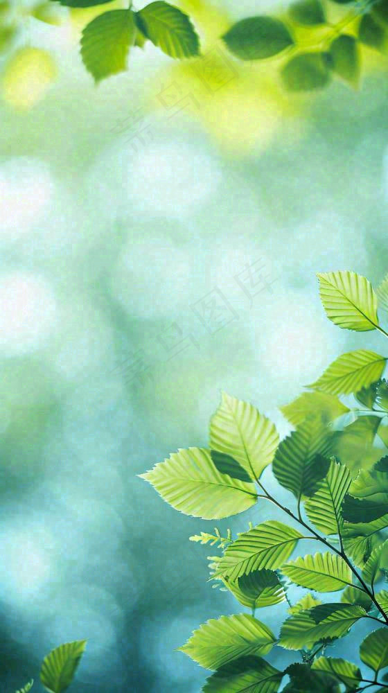 阳光明媚春天春意盎然嫩草，发芽，春分，立春摄影图