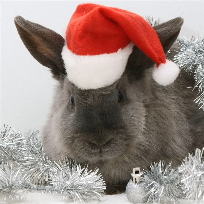 过圣诞节的灰兔子图片