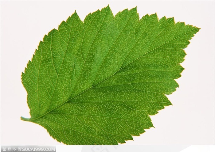 漂亮树叶-长满锯齿的圆形树叶 - 菜鸟图库