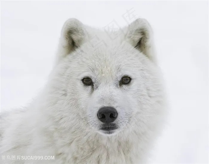 唯美野生动物可爱的白狼图片
