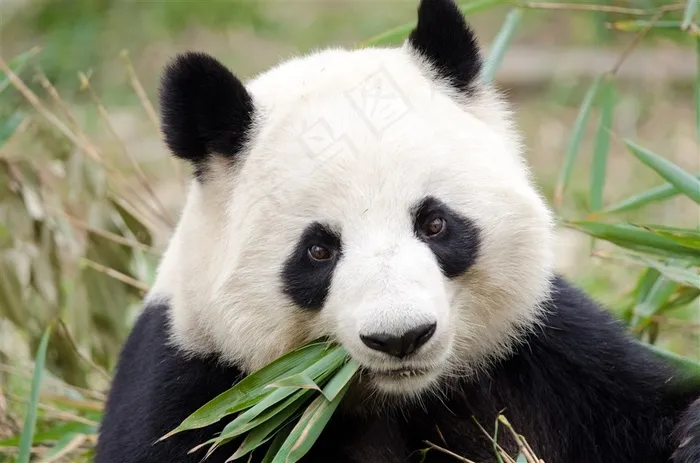 可爱的大熊猫动物