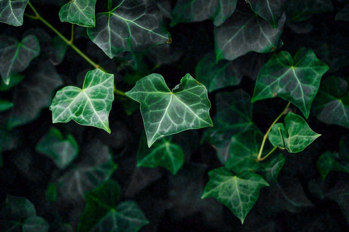 清新绿叶绿植植物叶子特写立夏夏至大暑春夏摄影图