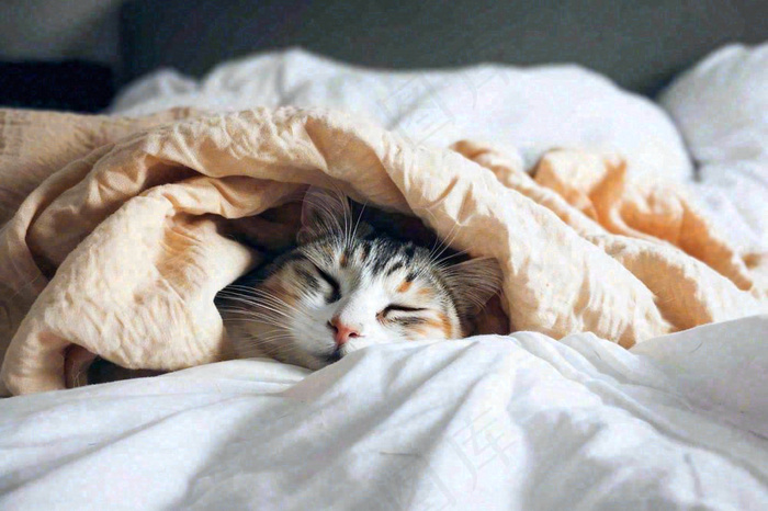 被窝里睡觉的猫猫，可爱的动物摄影图